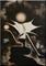 Art: ORIGINAL FIGURATIVE PAINTING by Artist Nataera