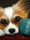 Art: PAPILLON PUPPY DOG - WOOL BALL by Artist Cyra R. Cancel