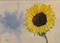 Art: Sunflower with Shadow by Artist Torrie Smiley