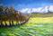Art: The Field by Artist Andrea Golino