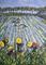 Art: Chinese Fields by Artist Andrea Golino