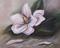 Art: Magnolia II - 2007 by Artist Torrie Smiley