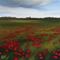 Art: Rain Clouds Over the Poppy Field by Artist Christine E. S. Code ~CES~