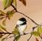 Art: Young Chickadee by Artist Christine E. S. Code ~CES~