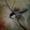 Art: Chickadee Lift Off by Artist Christine E. S. Code ~CES~