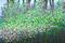 Art: Spring Forest 100x150x4 (s) by Artist Luba Lubin