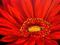 Art: Red Gerber Daisy by Artist Mary Jo Zorad