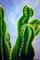 Art: Cactus by Artist Shane Darren Ervin