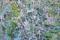 Art: MYSTIC GLADES (SOLD) by Artist Dawn Hough Sebaugh
