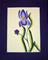 Art: Iris by Artist Shirley Inocent