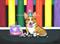 Art: Puppy Loves Cake by Artist paintedbyevie