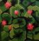Art: Water lilies by Artist Mats Eriksson