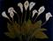 Art: Calla Lillies on Black by Artist Judith D. Porto