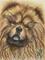Art: Chow-Dog. by Artist William Powell Brukner