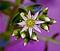 Art: White Star Flower by Artist Ruth Edward Anderson