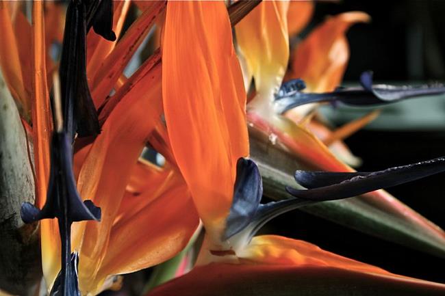 Art: Eye of the Flower by Artist Ruth Edward Anderson