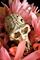 Art: Carved Native Monkey Skull by Artist Ruth Edward Anderson