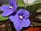 Art: Nature's Jewel by Artist Ruth Edward Anderson