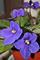Art: Iridescent Blue Violets by Artist Ruth Edward Anderson