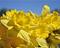 Art: Yellow & Blue by Artist Ruth Edward Anderson