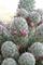 Art: Cactus Blooms by Artist Ruth Edward Anderson