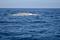 Art: Blue Whale by Artist Ruth Edward Anderson
