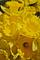 Art: Golden Trumpets by Artist Ruth Edward Anderson