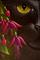 Art: BLACK CAT - FUCHSIA FLOWERS OSWOA by Artist Cyra R. Cancel
