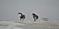 Art: Geese Line Dance by Artist Stephanie M. Daigle