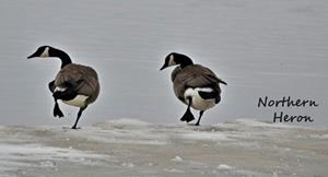 Detail Image for art Geese Line Dance Detail Image for art Geese Line Dance