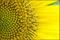 Art: Sunflower Starburst by Artist Revere J