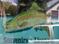 Art: Reflective Trout by Artist Jo Lynch