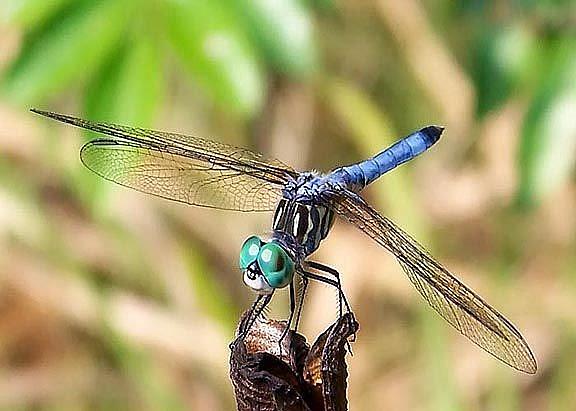 Art: Blue Dragon Fly by Artist Windi Rosson