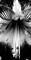 Art: Amaryllis 2 by Artist Windi Rosson