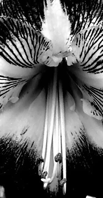 Art: Amaryllis 2 by Artist Windi Rosson