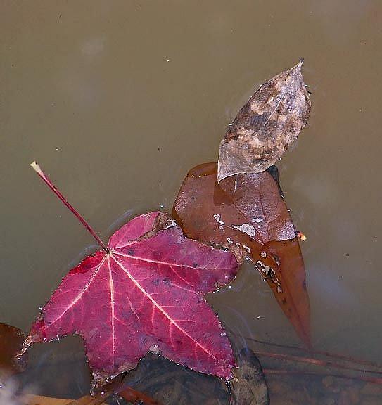 Art: Creek Leaves 4 of4 by Artist Windi Rosson