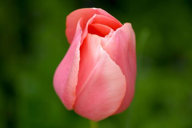 Art:  salmon colored tulip by Artist W. Kevin Murray
