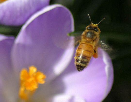 Art:  honeybee caught in mid-air by Artist W. Kevin Murray