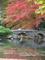 Art: Japanese Garden at Maymont by Artist Rebecca M Ronesi-Gutierrez