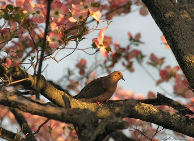 Art: Perched among the Dogwoods by Artist W. Kevin Murray