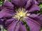 Art: Clematis 1 by Artist Julie Hollis