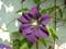 Art: Clematis 2 by Artist Julie Hollis