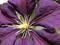 Art: Clematis 3 by Artist Julie Hollis