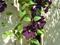 Art: Clematis 4 by Artist Julie Hollis
