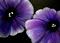 Art: Petunias 1 EBSQ SHOW by Artist Cyra R. Cancel