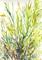 Art: GRASSES by Artist Ulrike 'Ricky' Martin
