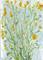 Art: ABSTRACT GRASSES by Artist Ulrike 'Ricky' Martin