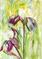 Art: IRIS # 2 by Artist Ulrike 'Ricky' Martin