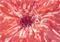 Art: PINK BLOOM # 2  by Artist Ulrike 'Ricky' Martin