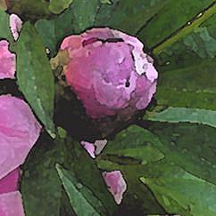 Detail Image for art Peony Pink Blush